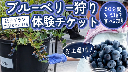 [寄附受付は2025年8月5日まで] ブルーベリー狩り 体験チケット [親子プラン お土産付き] ブルーベリー ベリー 食べ比べ 食べ放題 収穫 収穫体験 体験 チケット 招待券 レジャー 観光 旅行 親子 ふれあい お土産 おみやげ 持ち帰り テイクアウト 多品種 果実 果物 くだもの フルーツ 自然 農業 茨城県 桜川市 [DZ008sa]