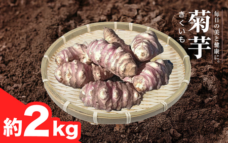 [2025年11月中旬から発送開始] 茨城県桜川市産 菊芋 2kg キクイモ 野菜 やさい 芋 お芋 いも 菊いも 菊イモ きく芋 除草剤・殺虫剤不使用 [DZ004sa]