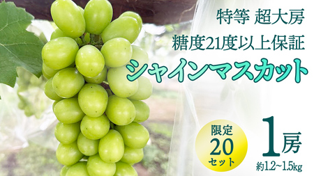 特等 超大房 シャインマスカット( 約1.2〜1.5kg / 糖度21度以上保証 ) [限定20セット] 桜川市産 弓削ぶどう園 ぶどう 葡萄 果物 フルーツ 産地直送 数量限定 [AC006sa]