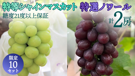 特等選抜 二房組(特等 シャインマスカット 約700g × 特選 ノワール 約600g/糖度保証付き) [10セット限定] 桜川市産 弓削ぶどう園 ぶどう マスカットノワール 葡萄 果物 フルーツ 産地直送 数量限定 [AC007sa]