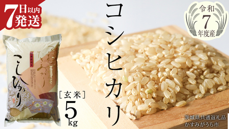 ≪ 令和7年度 新米 ≫ コシヒカリ 玄米5kg(5kg×1袋)(茨城県共通返礼品 かすみがうら市産) 新米 米 ごはん もっちり 甘い コメ お米 白米 銘柄米 [EX011sa]