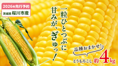 [2026年先行予約]桜川市産 とうもろこし 品種おまかせ 約4kg[FJ001sa]