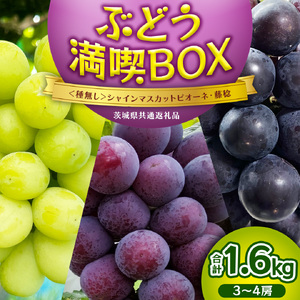 ≪ 種なし ≫ シャインマスカット ・ ピオーネ ・ 藤稔 約 1.6kg 計 3〜4房 [ぶどう満喫BOX] (茨城県共通返礼品:かすみがうら市) [DH022sa]