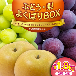 ≪ 種なし ≫ シャインマスカット ・ おまかせ黒ぶどう ・ 秋月 約 1.8kg [よくばりBOX] (茨城県共通返礼品:かすみがうら市) [DH025sa]