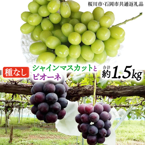 シャインマスカットとピオーネ(種なし)約1.5kg(計2〜3房)ご家庭用 (桜川市・石岡市共通返礼品) [FB019sa]