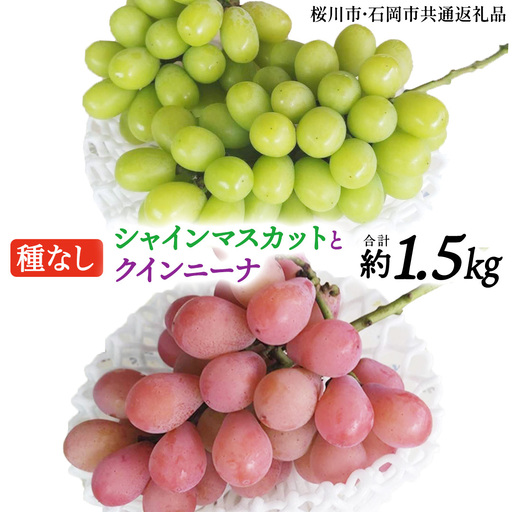 シャインマスカットとクイーンニーナ(種なし)約1.5kg(計2〜3房)ご家庭用 (桜川市・石岡市共通返礼品) [FB021sa]