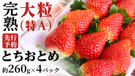 [ 2026年1月上旬発送開始 ]完熟 とちおとめ 260g×4パック 国産 いちご イチゴ 苺 とちおとめ [BC006sa]