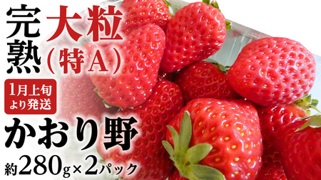 【 2025年1月上旬発送開始 】 完熟 かおり野 約280g×2P 国産 いちご イチゴ 苺 果物 フルーツ 茨城県産 KEK [BC024sa]