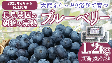 ブルーベリー1.2kg ( 400g × 3パック ) [2025年6月から発送開始] 国産 茨城県産 ベリー フルーツ 果物 くだもの 自家製栽培[AK002sa]