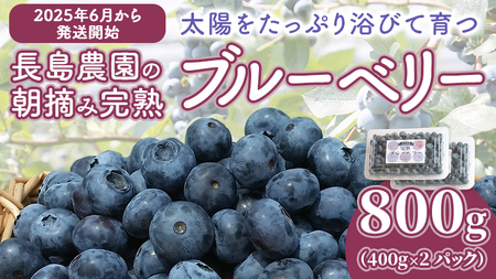 ブルーベリー 800g ( 400g × 2パック ) 【2024年6月から発送開始】 国産 茨城県産 ベリー フルーツ 果物 くだもの 自家製栽培[AK003sa]