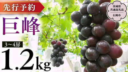 【 2025年8月下旬発送開始 】 巨峰 約1.2kg (茨城県共通返礼品 石岡市） 開田ぶどう園 産地直送 フルーツ 甘い 直送 茨城 限定 ぶどう 巨峰 果物 [DO001sa]
