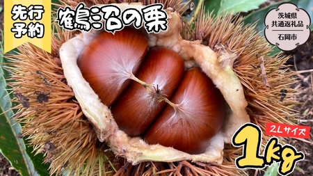 [2024年9月上旬発送開始]鶴沼 の 栗 1kg (茨城県共通返礼品/石岡市) 和栗 国産栗 くり 栗 生栗 オーガニック肥料 果じゅまる園 [DQ001sa]