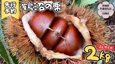 【2025年9月上旬発送開始】鶴沼 の 栗 2kg  (茨城県共通返礼品／石岡市)  和栗 国産栗 くり 栗 生栗 オーガニック肥料 果じゅまる園 先行予約[DQ002sa]