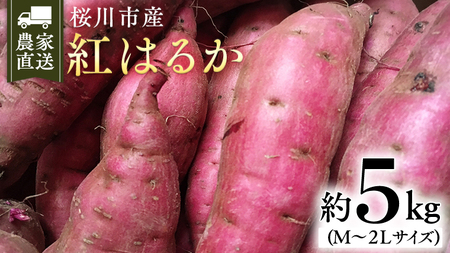 [2025年10月下旬発送開始]桜川産 さつまいも 紅はるか 5kg 茨城県 サツマイモ べにはるか 芋 甘い [SC029sa]