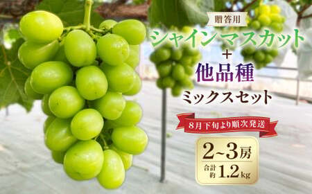 贈答用! シャインマスカット と他品種ミックス 約1.2kg以上 フルーツ 果物 くだもの マスカット ぶどう 葡萄 [2025年8月下旬より順次発送]