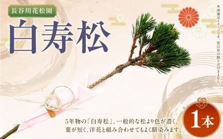 [2025年10月上旬〜2026年3月下旬迄発送予定]白寿松 1本 寿松 松 5年物 ハウス栽培 お正月 お祝い 引き出物 御中元 プレゼント