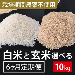 【2026年9月下旬発送開始】【6ヶ月定期便】★栽培期間農薬不使用★こしひかり 10kg(白米または玄米)｜米 お米 こめ こしひかり コシヒカリ 令和8年産 R8年産 新米 白米 玄米 選べる 定期便 農薬不使用 茨城県 行方市(BI-102)