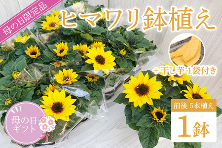 [母の日ギフト]ヒマワリ鉢植え 干し芋のセット