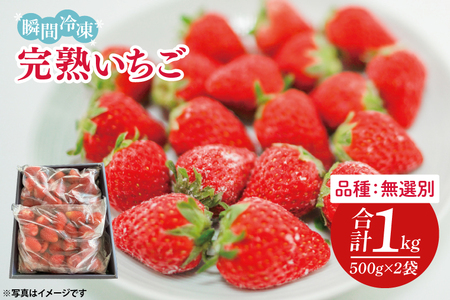 瞬間冷凍完熟いちご 500g×2袋|いちご イチゴ 苺 冷凍イチゴ 冷凍いちご 冷凍 冷凍フルーツ 完熟 フルーツ 果物 くだもの デザート おやつ スムージー ジャム 数量限定(S-9-1)