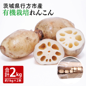 [2025年9月中旬より順次発送][希少][洗い]「横瀬農園の有機れんこん」 約2kg(2本入)| 農家直送 レンコン れんこん 茨城県産 野菜 根菜 行方市産 オーガニック 新鮮 栄養豊富 生産量 日本一(HB-2)
