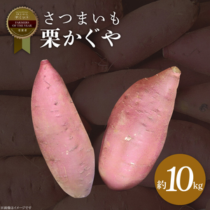 さつまいも 栗かぐや 約10kg|茨城県 行方市 ふるさと納税 芋 いも さつまいも サツマイモ さつま芋 お芋 おいも 栗かぐや 10kg 20000円以下 2万円以下 渋谷農園 さつまいも博(BZ-51)