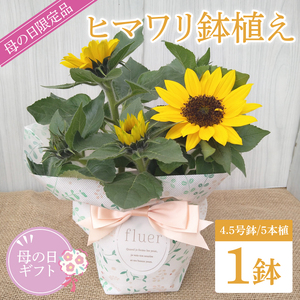 [母の日ギフト][遅れてごめんね]ヒマワリ鉢植え 1鉢入り|ひまわり ヒマワリ 花 お花 鉢植え 母の日 母の日ギフト ギフト 贈り物 プレゼント 茨城県 行方市(EH-23)