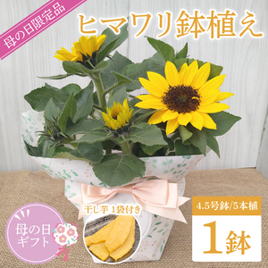 [母の日ギフト][遅れてごめんね]ヒマワリ鉢植え 干し芋のセット|ひまわり ヒマワリ ほしいも 干し芋 ほし芋 花 お花 鉢植え 母の日 母の日ギフト ギフト 贈り物 プレゼント 茨城県 行方市(EH-25)