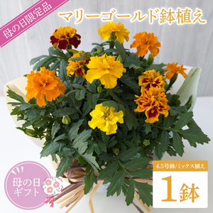 [母の日ギフト][遅れてごめんね]マリーゴールド鉢植え 1鉢入り|マリーゴールド 花 お花 鉢植え 母の日 母の日ギフト ギフト 贈り物 プレゼント 茨城県 行方市(EH-24)