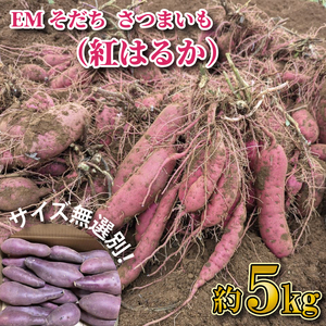 y2026N1{菇z󂠂聚Iʁu͂邩ɂ܂vEMg͂邩 5kgb܂  Tc}C g͂邩 󂠂 킯 PA s\ EM h{ 