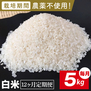 [2026年9月中旬発送開始][12ヶ月定期便]★栽培期間農薬不使用★茨城県産 R8年産 こしひかり白米 5kg|茨城県 行方市 ふるさと納税 お米 米 定期便 こしひかり 白米 精米 無農薬(BI-103)