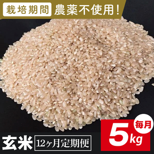 [2026年9月中旬発送開始][12ヶ月定期便]★栽培期間農薬不使用★茨城県産 R8年産 こしひかり玄米 5kg|茨城県 行方市 ふるさと納税 お米 米 定期便 こしひかり 玄米 無農薬(BI-104)
