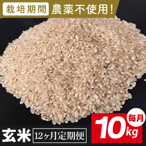 [2026年9月中旬発送開始][12ヶ月定期便]★栽培期間農薬不使用★茨城県産 R8年産 こしひかり玄米 10kg(BI-106)