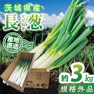 [訳あり] 河野農園 新鮮 長ねぎ ( 規格外 ) 約3kg|ねぎ 野菜 茨城県 行方市(HW-1)