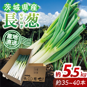 河野農園 新鮮 長ねぎ 約5.5kg|ねぎ 野菜 茨城県 行方市(HW-2)