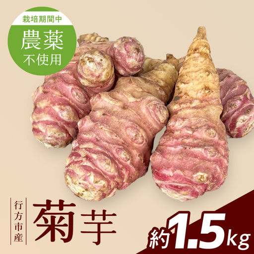 [2026年11月より順次発送]★栽培期間中農薬不使用★ 行方市産 菊芋 約1.5kg|芋 先行予約 茨城県(CP-17)