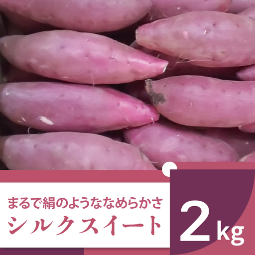 [2025年11月より順次発送]2025年度産 まるで絹のようななめらかなさつまいも シルクスイート 約2kg|さつまいも 芋 お芋 シルクスイート 渋谷農園 先行予約 茨城県 行方市(BZ-57)