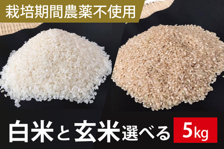 BI-59[栽培期間農薬不使用]茨城県産 こしひかり 5kg白米または玄米