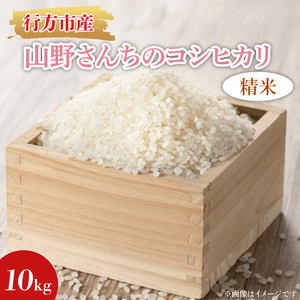 令和7年度産★山野さんちのコシヒカリ 10kg(精米)|米 お米 こめ こしひかり コシヒカリ 令和7年産 R7年産 精米 茨城県 行方市(BR-7-1)