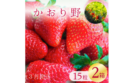 【数量限定】 爽やかな甘味！ いちご （かおり野） 15粒 2箱 【2026年3月発送】｜いちご フルーツ 果物 茨城県 行方市(W-1)