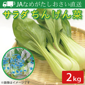 JAなめがたしおさい直送「サラダちんげん菜」約2kg|サラダ さらだ チンゲン菜 ちんげん菜 野菜 やさい 直送 旬 茨城県 行方市(AE-49)