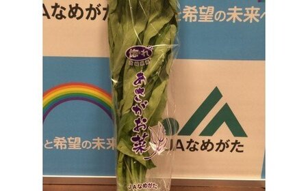JAなめがたしおさい あさがお菜(クウシンサイ) 20袋入|あさがお菜 クウシンサイ 野菜 サラダ 数量限定 茨城県 行方市(AE-33)