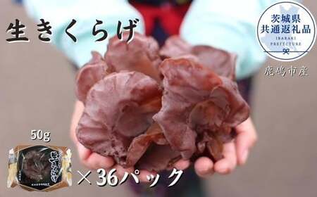 生きくらげ 50g×36パック(茨城県共通返礼品/鹿嶋市産)