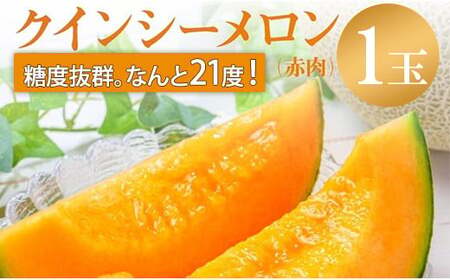 来年2026年先行予約!メロン めろん 糖度21度以上!奇跡の クインシーメロン 1玉 赤肉 人気 おすすめ クインシー 甘い 濃厚 高糖度 自家栽培 メロン 贈答用 贈り物 プレゼント 送料無料 片岡農園 クレストファーム 茨城県 鉾田市