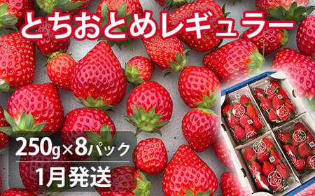 [1月発送]とちおとめレギュラー 250g×8パック