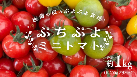 プチぷよミニトマト 合計 約1kg (約200g × 5パック) トマト ミニトマト プチぷよ 新鮮 美味しい 野菜