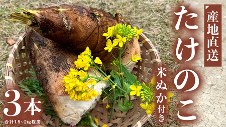 [ 数量限定 ] 朝どれ[ たけのこ ] 3本 (合計1.5kg〜2.0kg程度) 米ぬか 付き