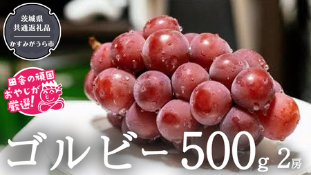 ゴルビー 500g ×2房[令和6年9月より発送開始](茨城県共通返礼品:かすみがうら市産) ぶどう ブドウ 葡萄 果物 フルーツ 茨城県産