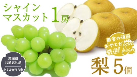 シャインマスカット1房と梨5個[令和6年8月より発送開始](茨城県共通返礼品:かすみがうら市産) 詰め合わせ 果物 フルーツ 茨城県産