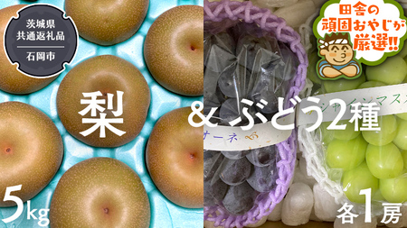 梨5kg と ぶどう 2品種(各1房)[令和6年8月より発送開始](茨城県共通返礼品:石岡市産) 詰め合わせ 果物 フルーツ 茨城県産