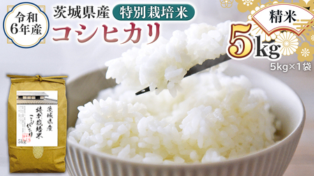 令和6年産 茨城県産 精米 特別栽培米 コシヒカリ 5kg (5kg×1袋) 新米 白米 こしひかり 米 コメ こめ 単一米 限定 茨城県産 国産 美味しい お米 おこめ おコメ